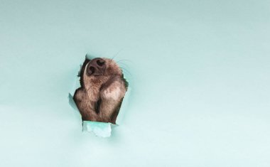 Maymun yırtık kağıda bakıyor.