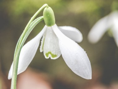 Yeşil merkezli tek bir kar tanesi ve koyu arkaplanda yağmur damlaları..