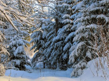 Karla kaplı çam ağaçları kış orman