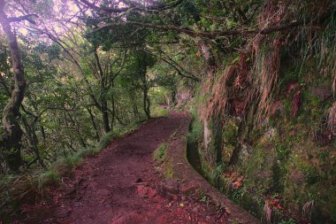 Yemyeşil ormanda dolambaçlı bir yol.