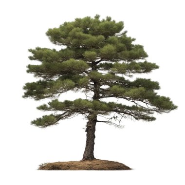 Uzun yeşil çam ağacı beyazda izole edilmiş.