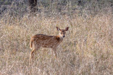 Genç geyik uzun otların arasında duruyor.
