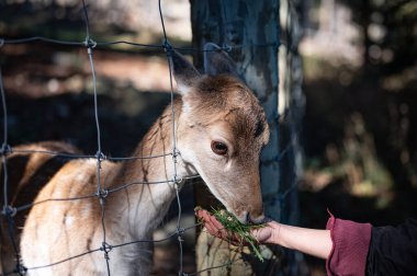 Geyik insan elinden yiyor.