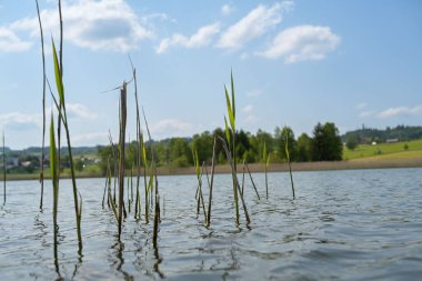 Sakin sularda yetişen uzun yeşil bitkiler