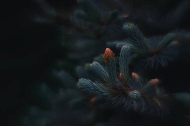 Yeşil çam iğneleri ve tomurcuklarını göster