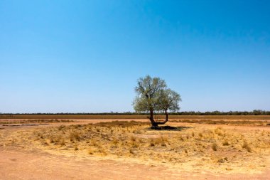 Avustralya 'nın Outback Queensland şehrinde Boulia yakınlarında tek küçük ağaç, kuru ot ve çakıl yolu.
