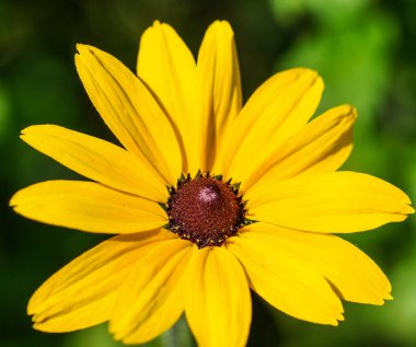 Güneş ışığında açan parlak sarı çiçek.