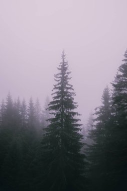 Yoğun sisle çevrili her zaman yeşil ağaçlar.