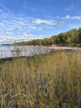 Sakin su ve ağaçların yanındaki uzun otlar