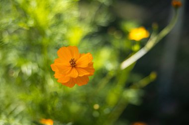 Yeşil yaprakların arasında açan parlak turuncu çiçek.