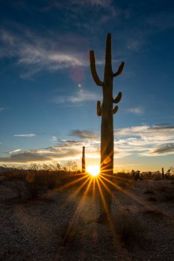 Saguaro kaktüsü çölde güneşin doğduğu güzel mavi gökyüzünün altında duruyor. 