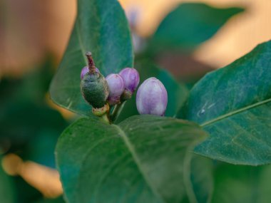 Yeşil yaprakların üzerinde büyüyen küçük mor tomurcuklar