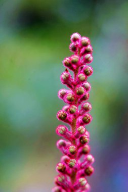 Yeşil tomurcuklu uzun pembe çiçek sapı