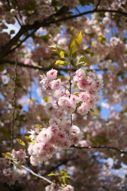 Mavi gökyüzünün altında açan pembe kiraz çiçekleri.