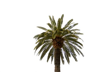 Hurma palmiyesi, Phoenix Dactylifera, beyaz arka planda izole edilmiş.