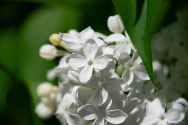 Çiçek açan küçük beyaz çiçek kümeleri