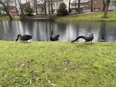 Sakin suyun yanında yürüyen siyah kuğular