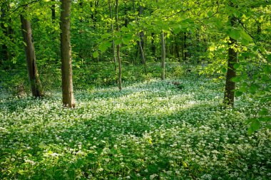 Çeşit çeşit canlı ağaçların ve kır çiçeklerinin açtığı yemyeşil bir orman manzarası.