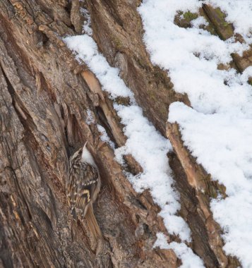 Avrasya Ağaç Bekçisi Kışın ağaçta, yakın plan 