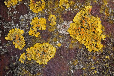 Lichen (Lichen), arkaplan olarak resim, duvar kağıdı, ayrıntılı fotoğraf