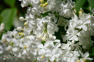 Beyaz leylak çiçekli makro arka plan, bahar çalısı tatlı koku ve taze yapraklarla çiçek açıyor..