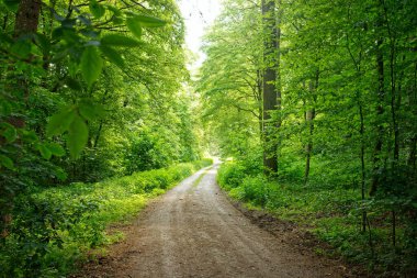 Dolambaçlı, asfaltsız toprak yolun manzarası. Etrafı uzun ağaçlar ve yemyeşil ormanlarla çevrili.