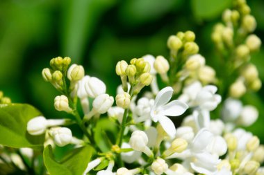 Beyaz leylak çiçekli makro arka plan, bahar çalısı tatlı koku ve taze yapraklarla çiçek açıyor..