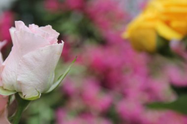 Pembe Gül Buketi Düğünde Kapalı Kapılar