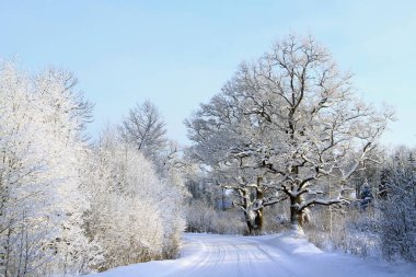 Yolun kenarında büyük meşe ağaçları olan beyaz bir kırsal.