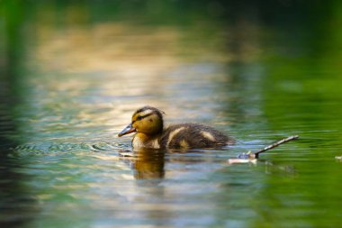 Durgun su yüzeyinde yüzen ördek.