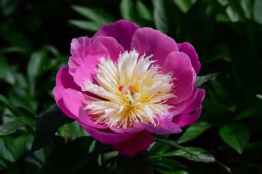 Paeonia 'nın Çiçek Kasesi Bahçede çiçek açıyor