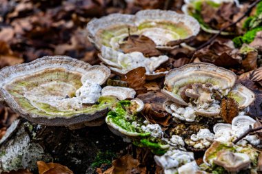 Orman zemininde yaprakların arasında büyüyen mantarlar