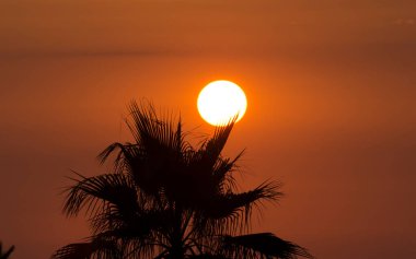 Ischia, İtalya 'da bir Palmiye ağacının arkasında Güneş Batıyor