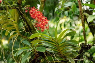 Canlı kırmızı çiçekler yemyeşil yaprakların arasında çiçek açıyor..