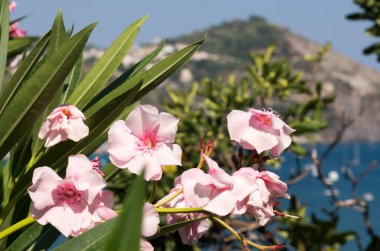 İtalya, Ischia 'daki Sant' Angelo Körfezi 'nde zakkum çiçeği