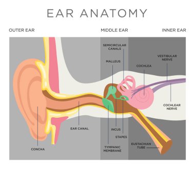 Ayrıntılı insan kulak anatomisini gösteren ilüzyon
