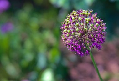 Bahçede açan mor alyan çiçeği.