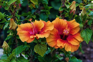 Canlı turuncu amber çiçekleri bahçede çiçek açıyor.