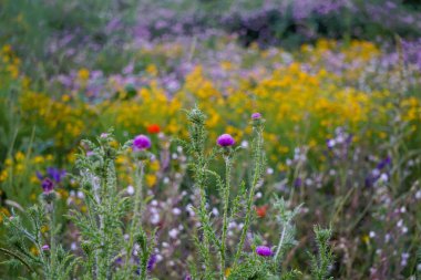 Canlı çayırlarda açan renkli kır çiçekleri.