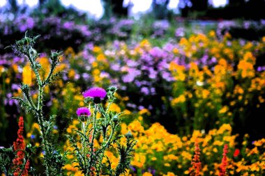 Renkli kır çiçekleri canlı bahçelerde çiçek açıyor.