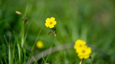 Yeşil çayırlarda açan sarı çiçekler
