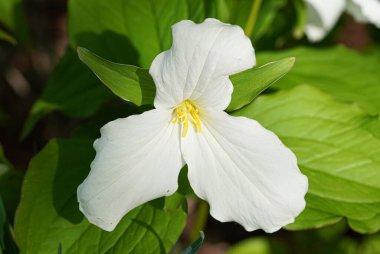 Yeşil yaprakların arasında açan beyaz trillium çiçeği.