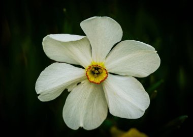 Kapalı yeşil bahçede açan beyaz çiçek.