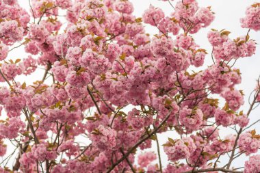 Bahar mevsimi bahçesinde açan pembe kiraz çiçekleri.