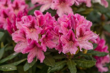 Canlı pembe açelya çiçekleri bahçede çiçek açıyor.