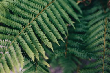 Yeşil eğreltiotu yapraklarının doğal ortamda yakınlaşması