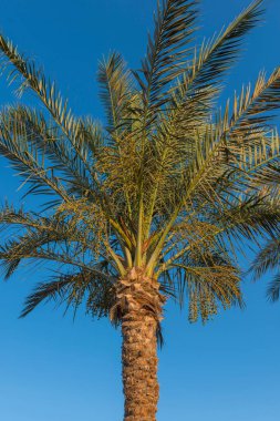 Açık Mavi Gökyüzüne Karşı Uzun Palmiye