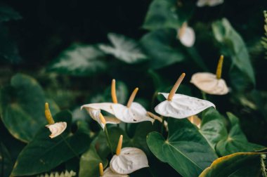 Bahçedeki yeşil yaprakların arasında açan beyaz çiçekler.
