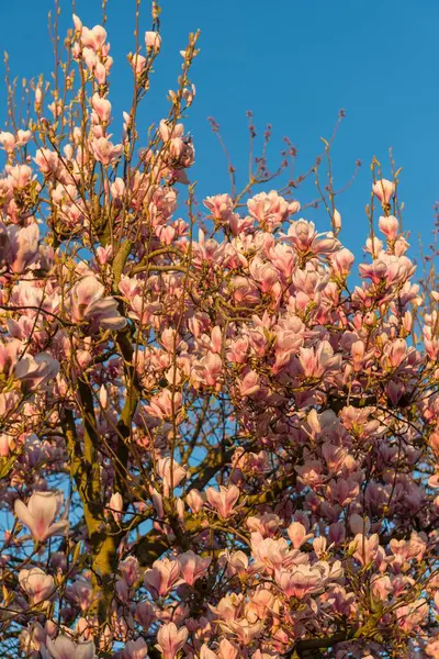 Manolya ağacı açık mavi gökyüzünün altında çiçek açıyor.