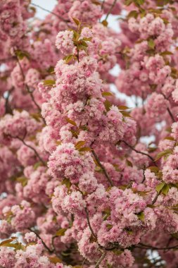 Bahar mevsimi bahçesinde açan pembe kiraz çiçekleri.